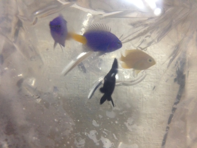 我が家の海水魚