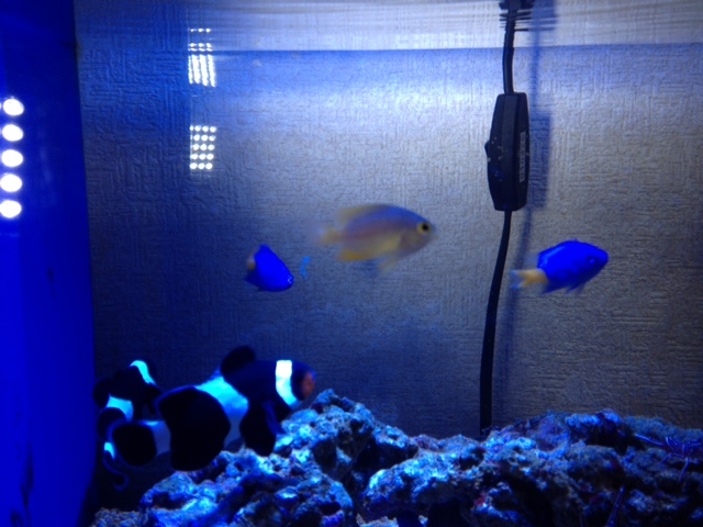 我が家の海水魚