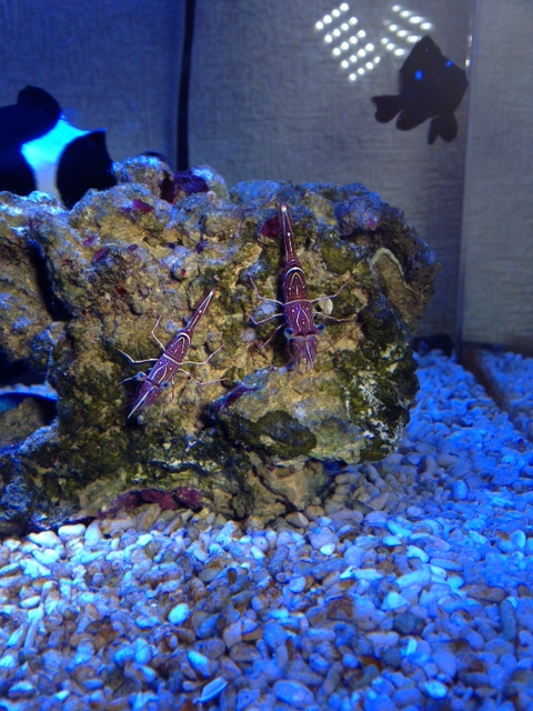 我が家の海水魚