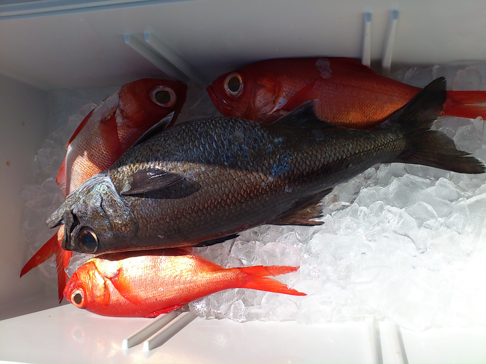 さかな♪さかな♪さかな～♪