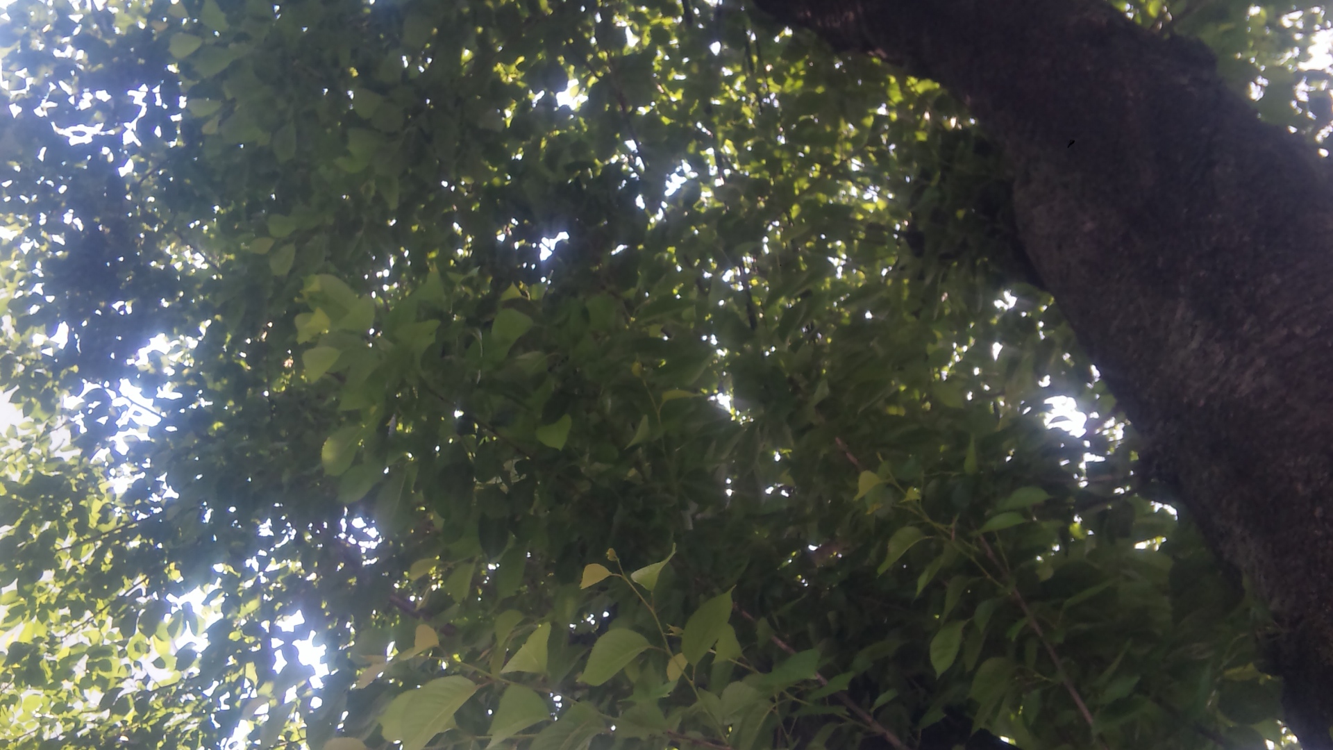 木漏れ日の下で。