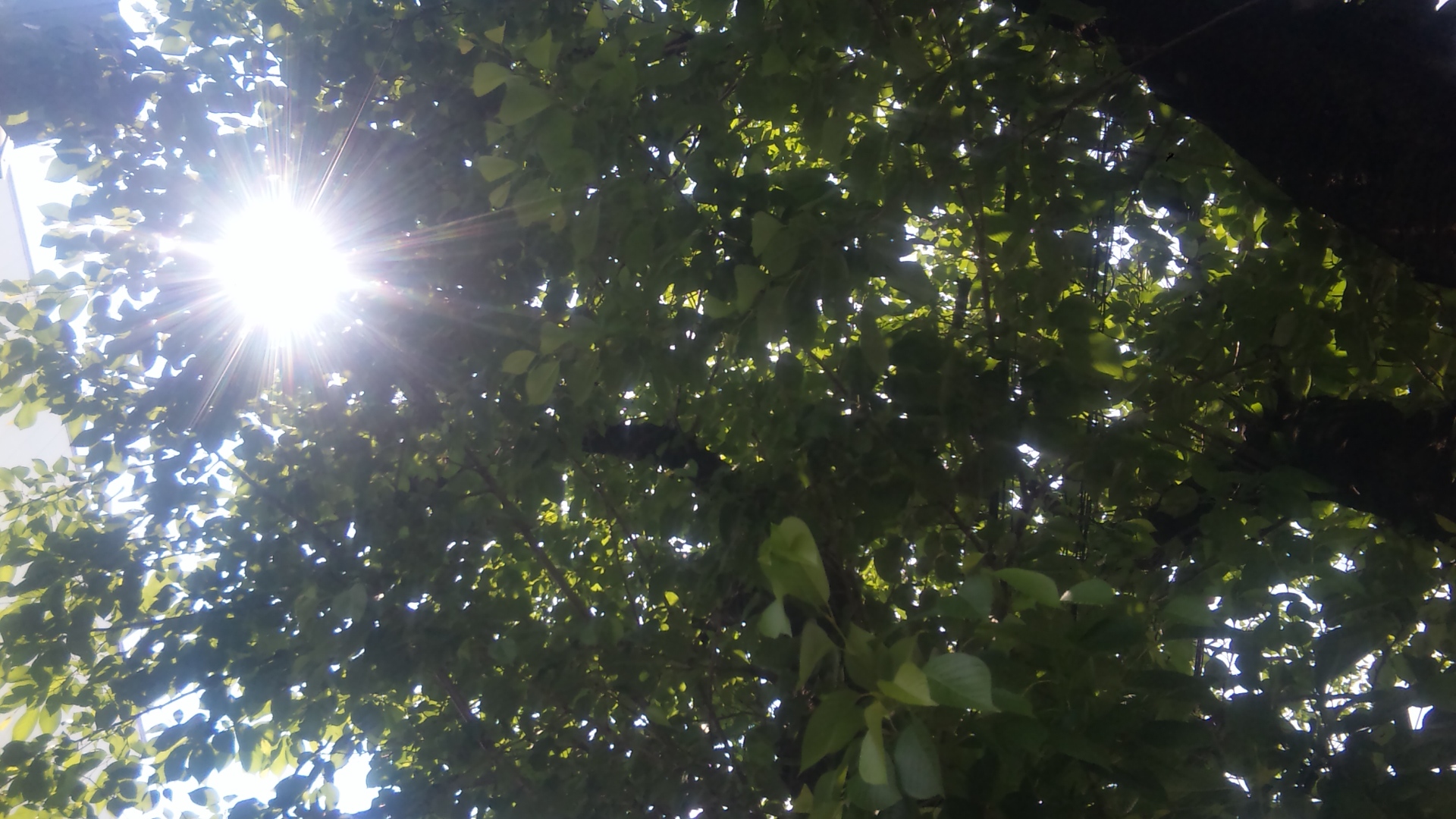 木漏れ日の下で。