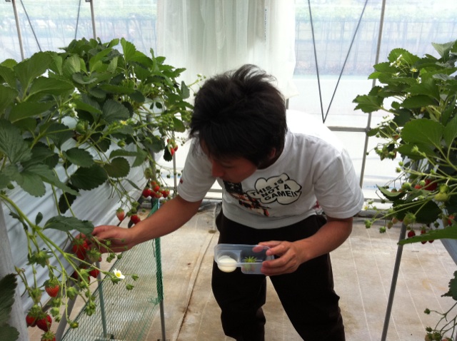 イチゴ狩り