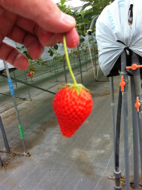 イチゴ狩り