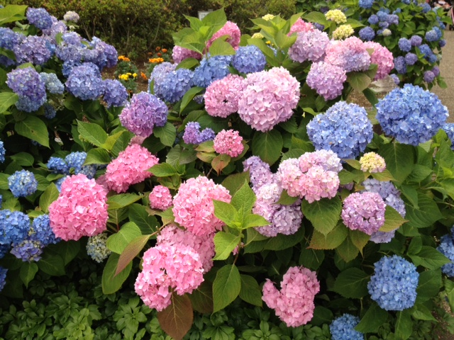 相模原市麻溝公園あじさい祭り