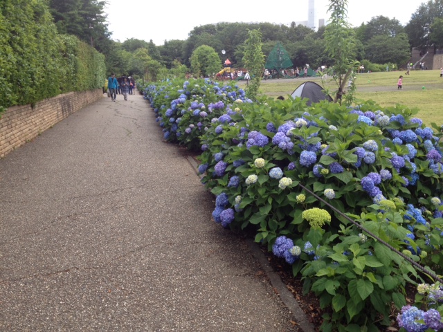 相模原市麻溝公園あじさい祭り