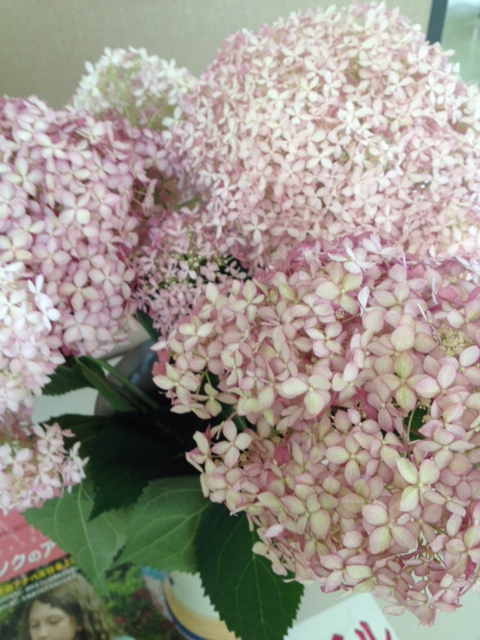 相模原市麻溝公園あじさい祭り