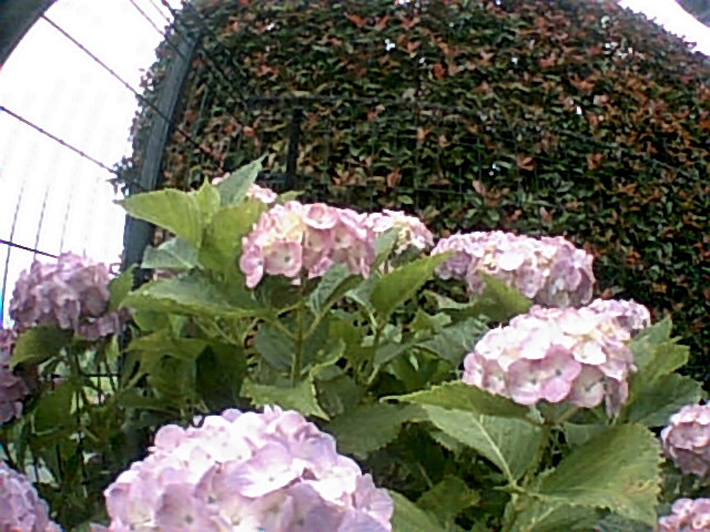 梅雨の雨に濡れて