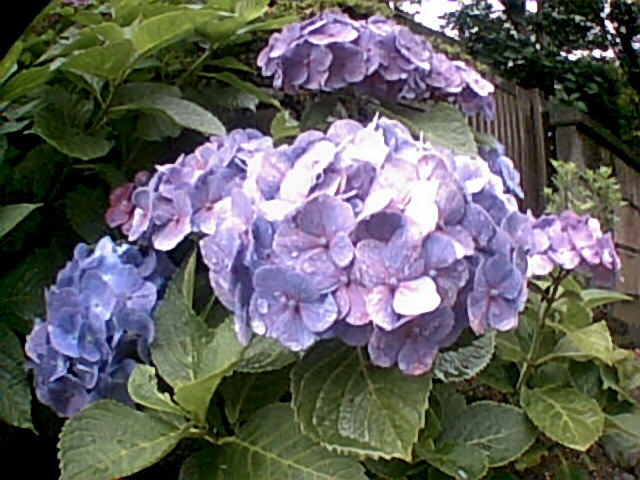 梅雨の雨に濡れて
