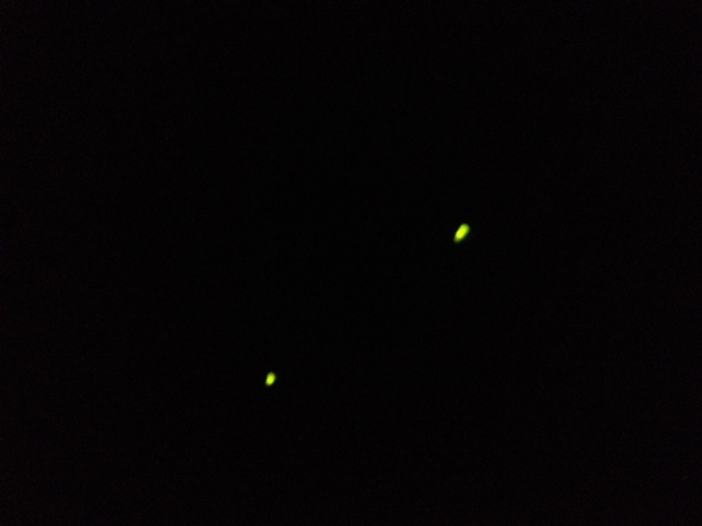 宮ヶ瀬ダム、蛍観賞！