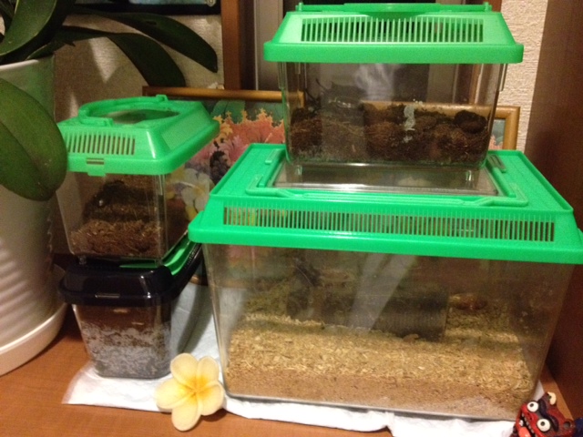 カブトムシ入荷！