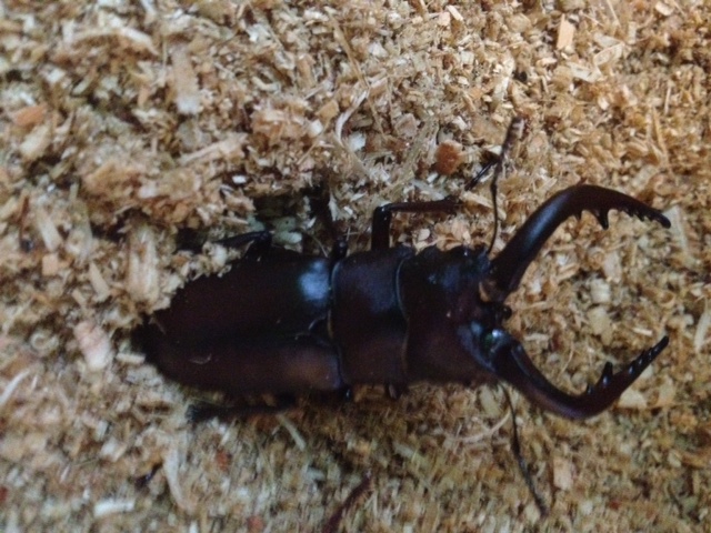 カブトムシ入荷！