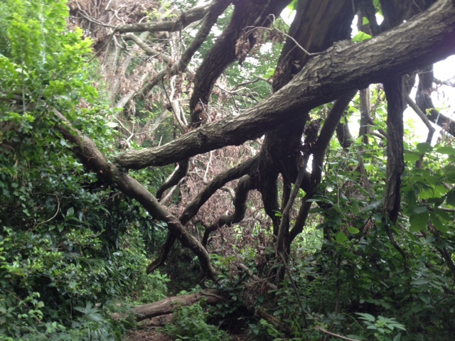 カブトムシ入荷！