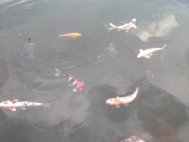 カブトムシ入荷！