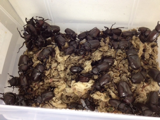 この夏シトロエン横浜緑で何かが起こる！