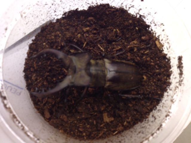 この夏シトロエン横浜緑で何かが起こる！