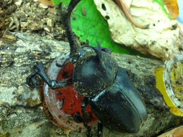 飛び出せ夏休み！集まれ子供たち！