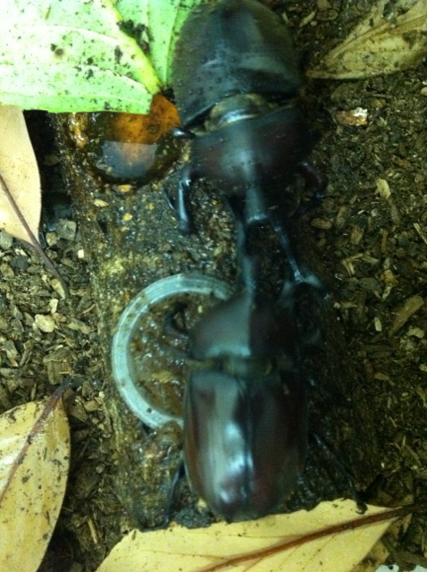 飛び出せ夏休み！集まれ子供たち！