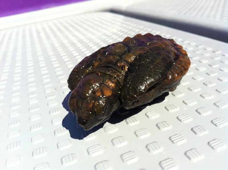 ガメラ、太平洋に現れる！？