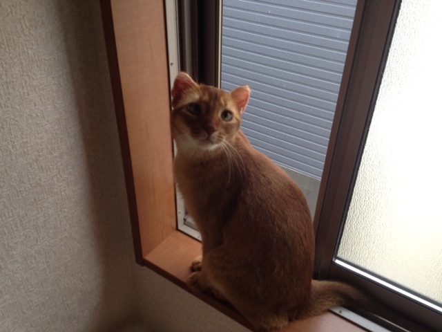 メーカー研修＆我が家の猫