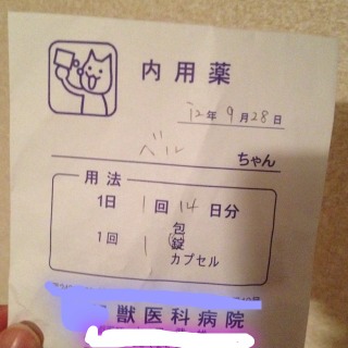 メーカー研修＆我が家の猫