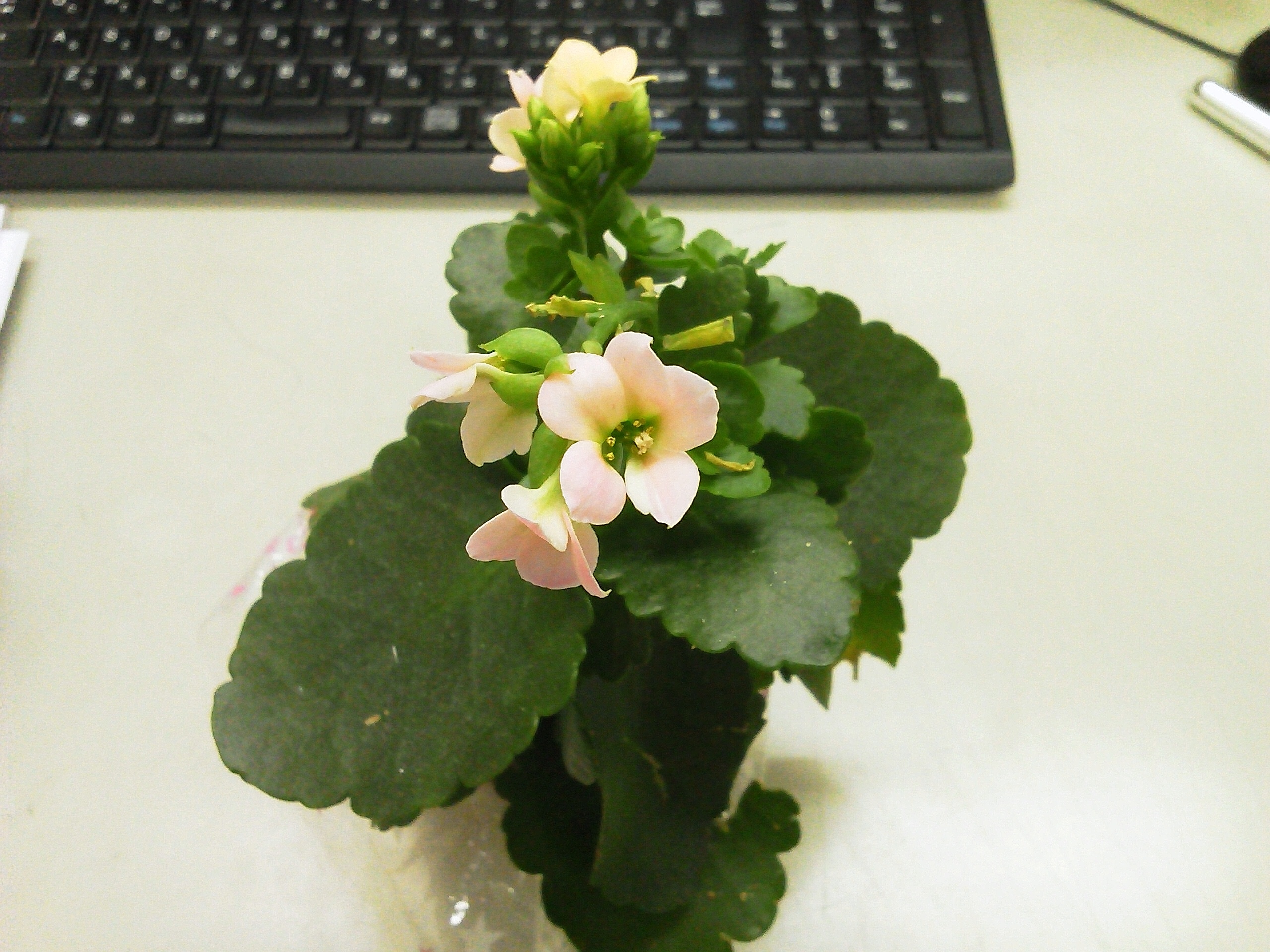 桜も咲くけど･･･