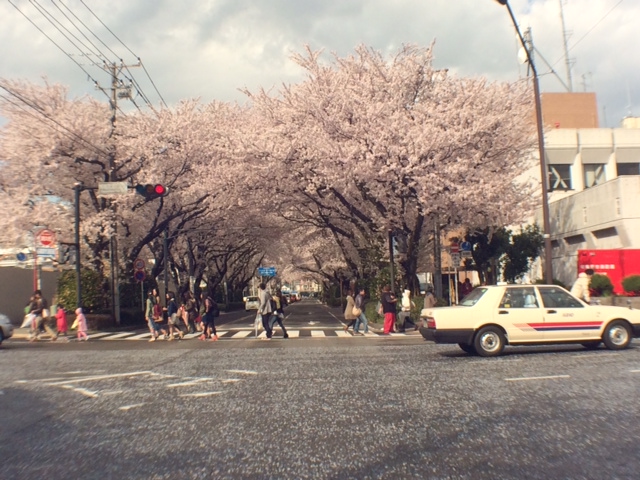 相模原桜祭り