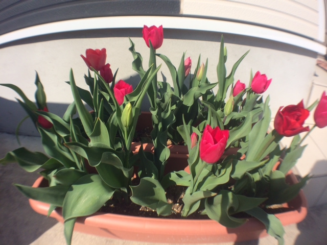 今年もチューリップが咲きました。