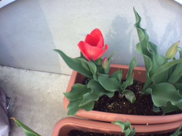 今年もチューリップが咲きました。