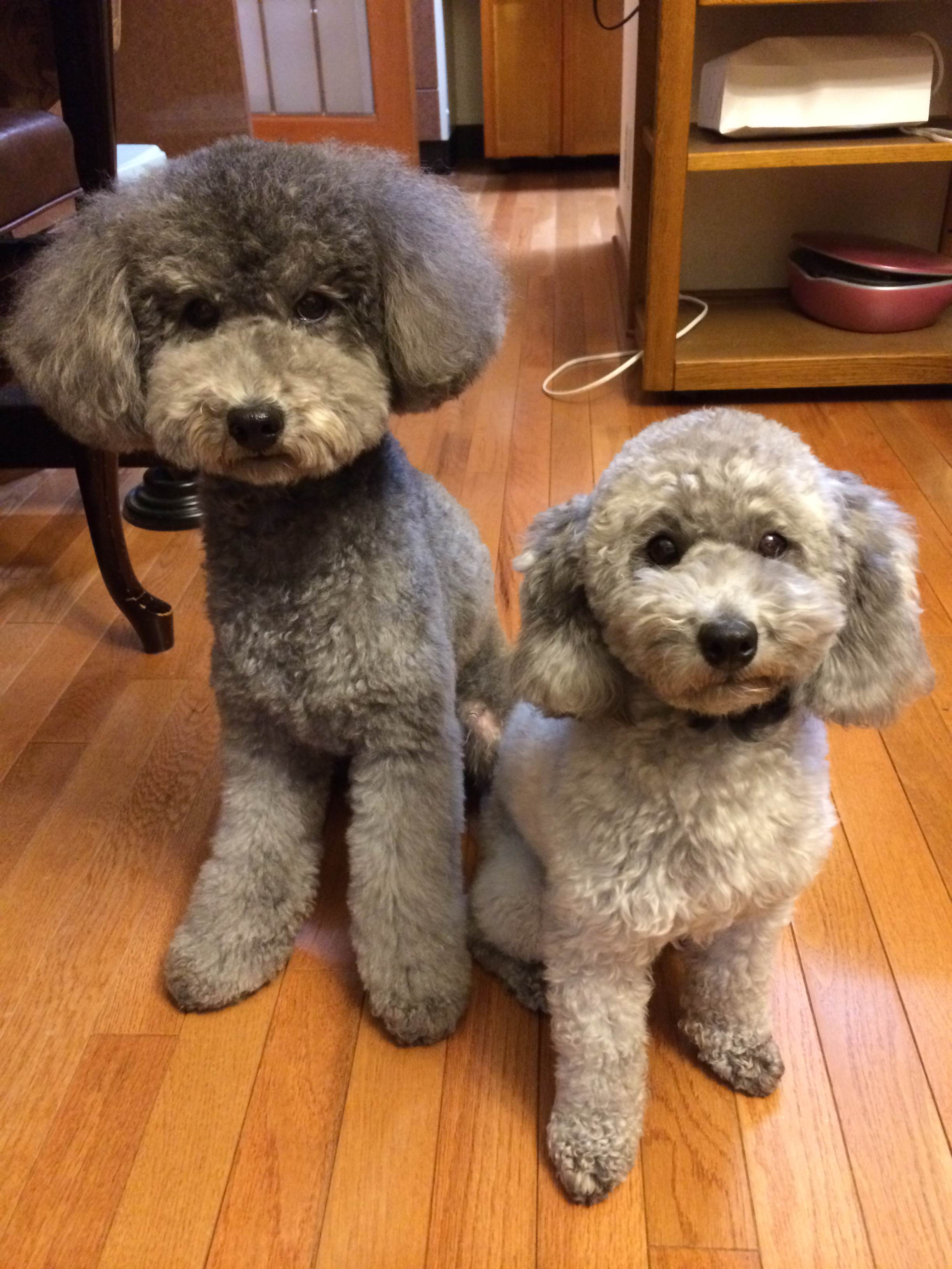 我が家の天使達