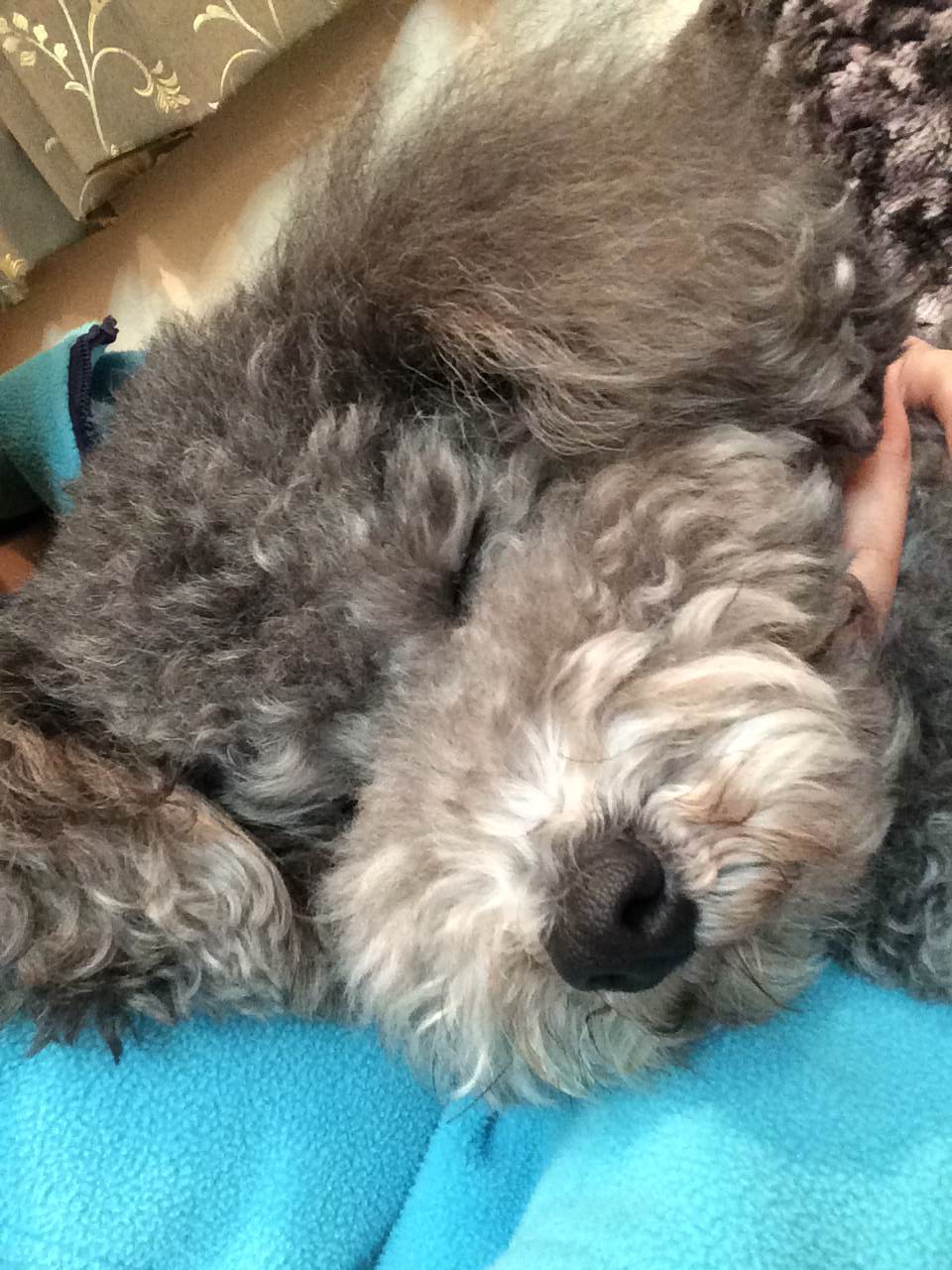 我が家の天使達