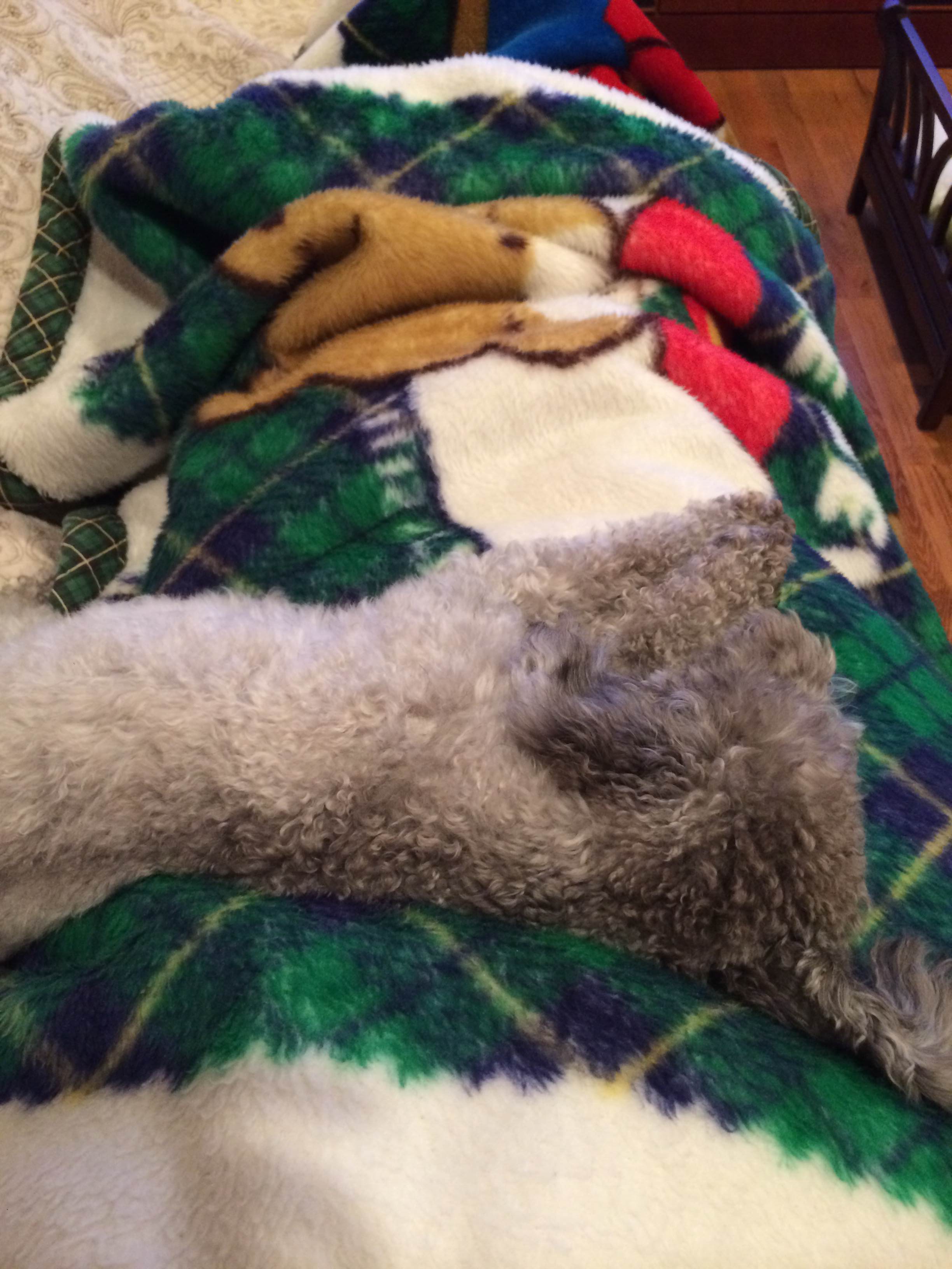 我が家の天使達