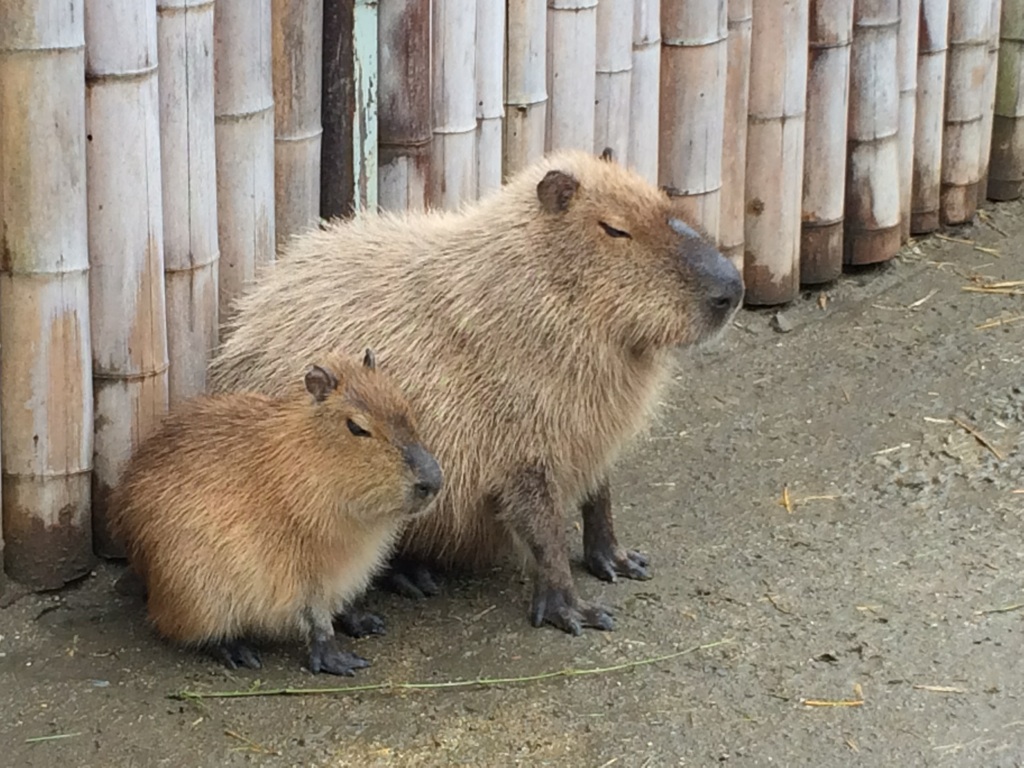 愛しのCapybara