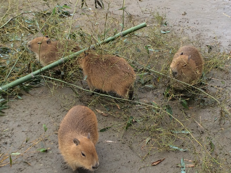 愛しのCapybara
