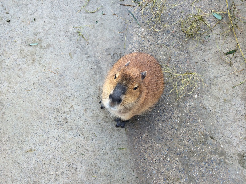 愛しのCapybara