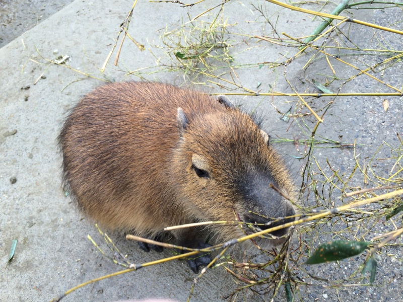 愛しのCapybara
