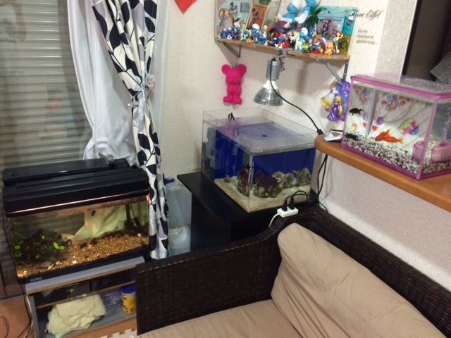 我が家の水槽が3つに！