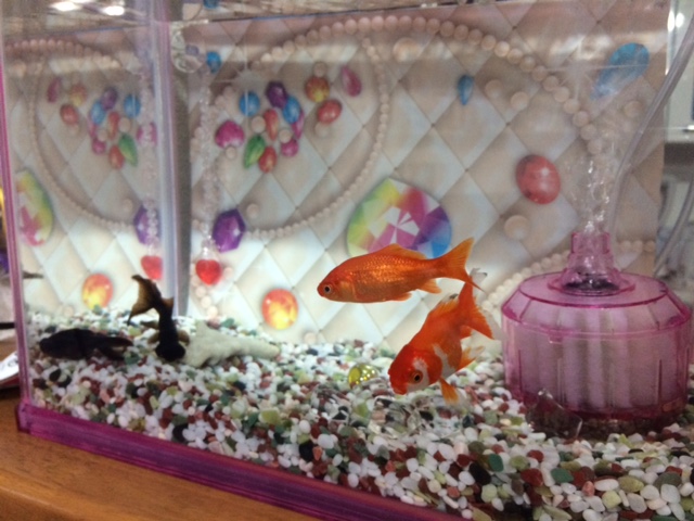 我が家の水槽が3つに！