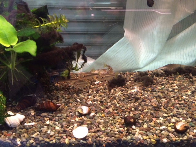 我が家の水槽が3つに！