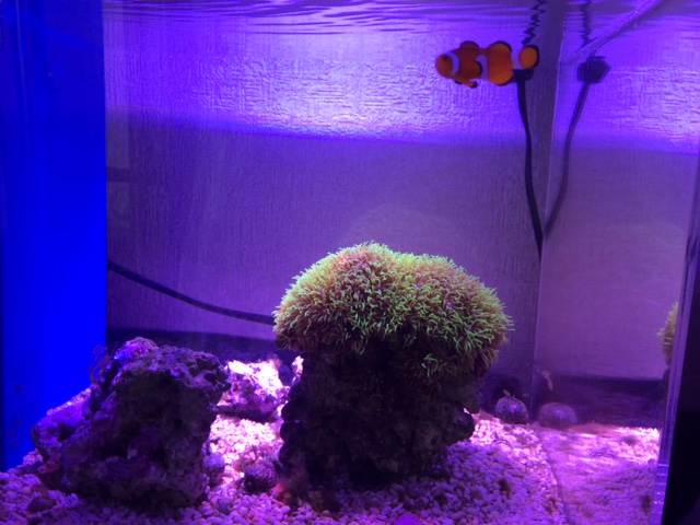 我が家の水槽が3つに！