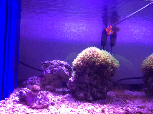 我が家の水槽が3つに！