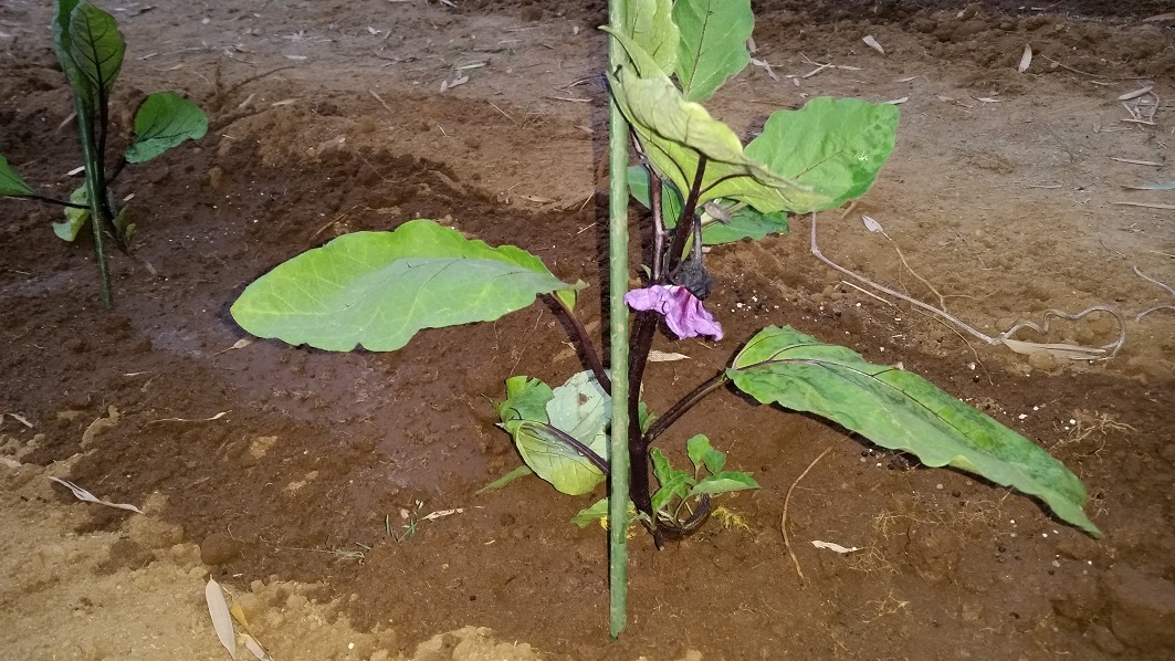 志村　清孝の独り言