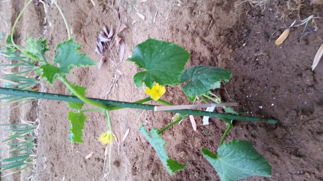 志村　清孝の独り言