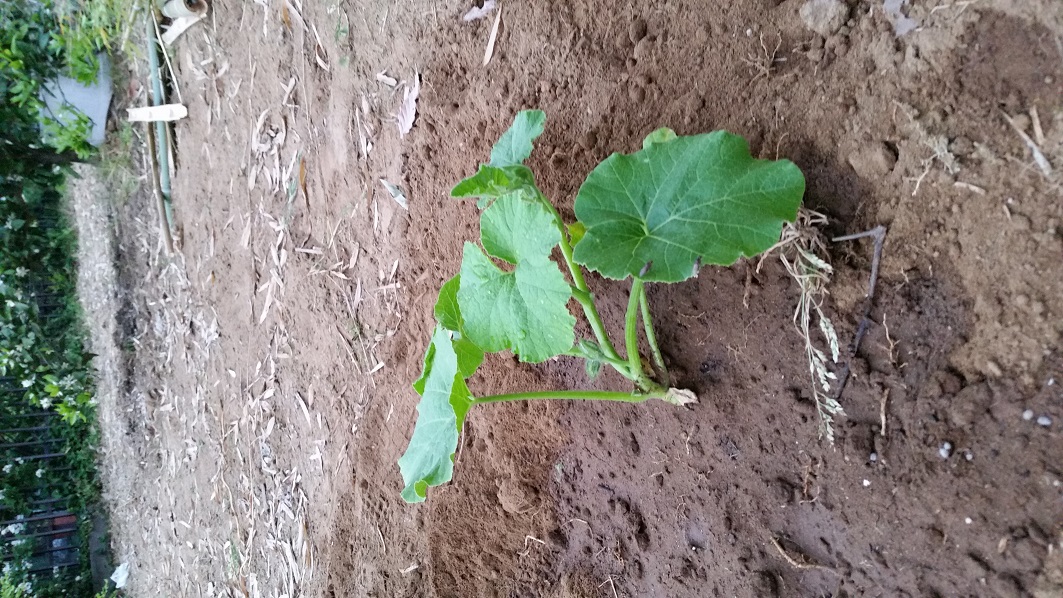 志村　清孝の独り言