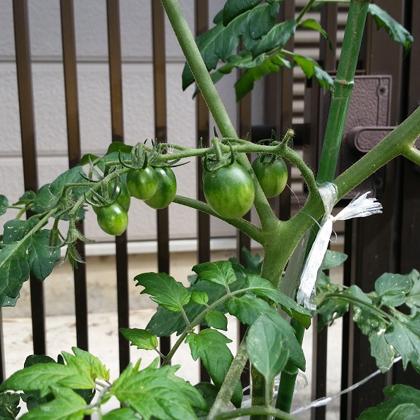 家庭菜園　その後！