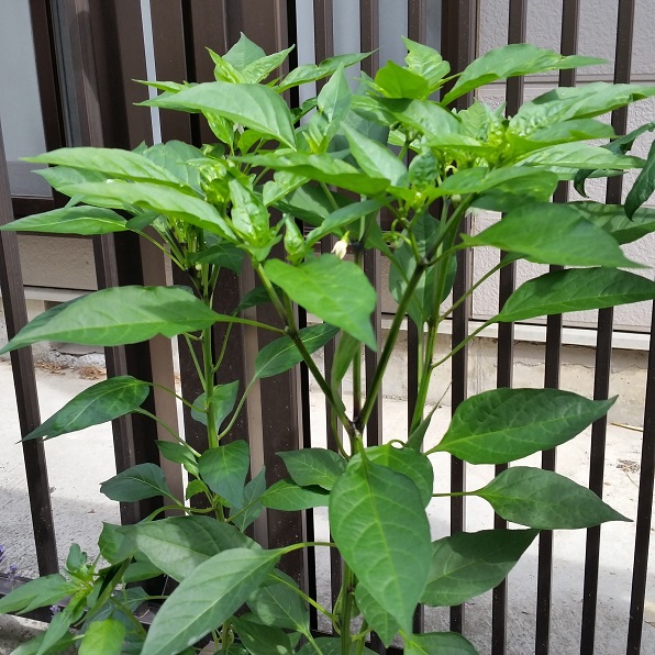 家庭菜園　その後！