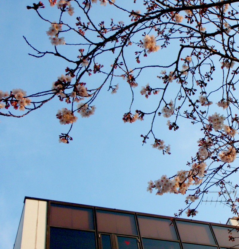 コーヒーと、続さくら日記。。