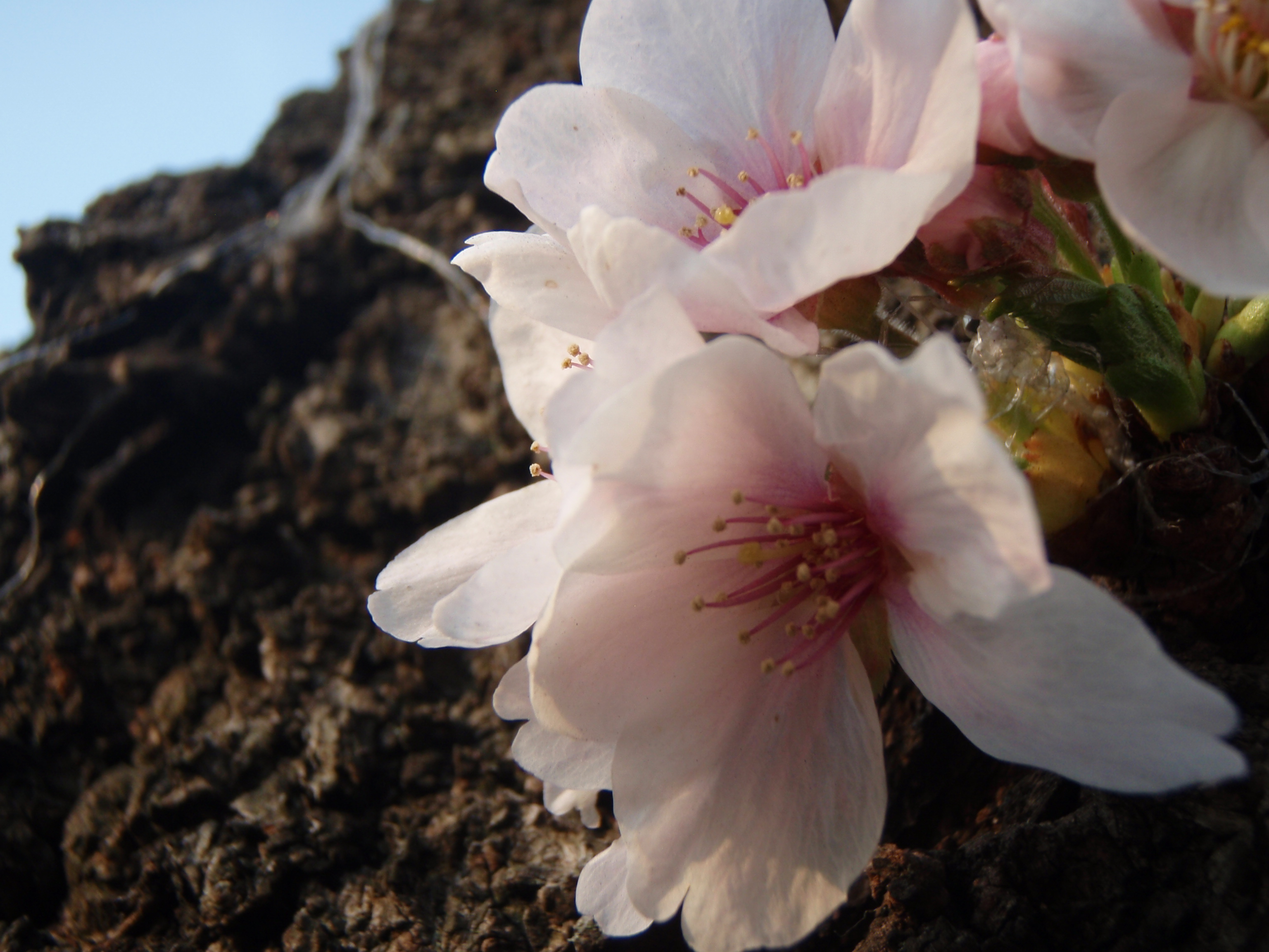 コーヒーと、続さくら日記。。