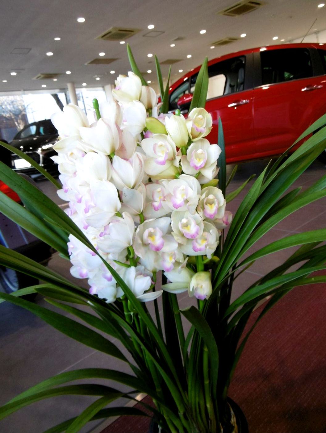 明けましておめでとうございます。