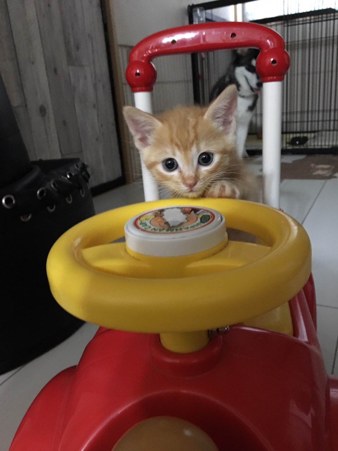 我が家のアイドル達！